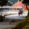 奈良公園_12_人力車