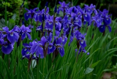 菖蒲