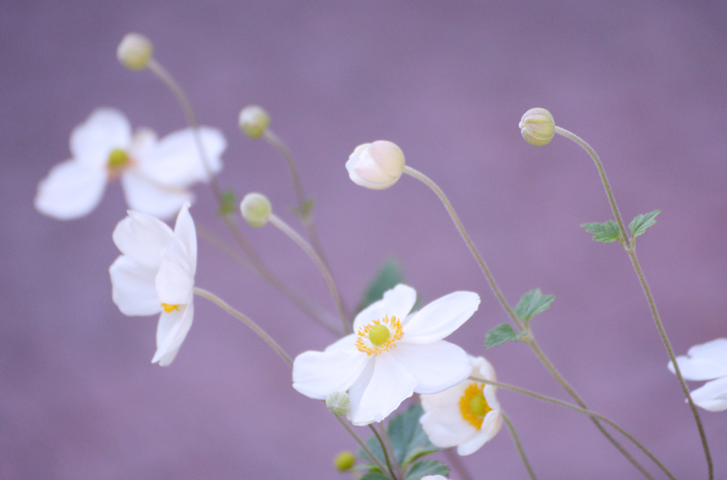 秋明菊_01