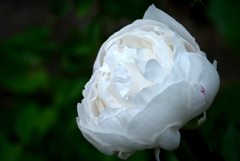 芍薬