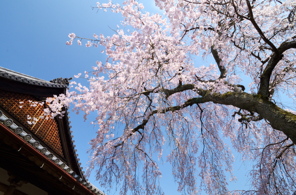 当麻寺_護念院_枝垂桜_05