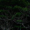 枯木と竹林