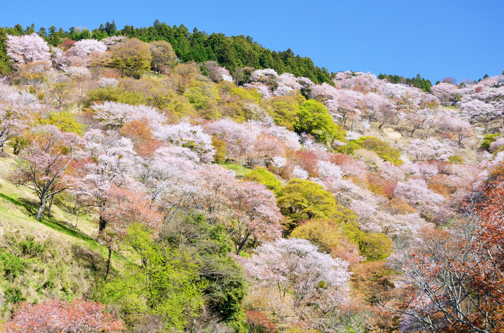 吉野山_04_滝桜