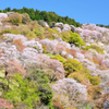 吉野山_04_滝桜