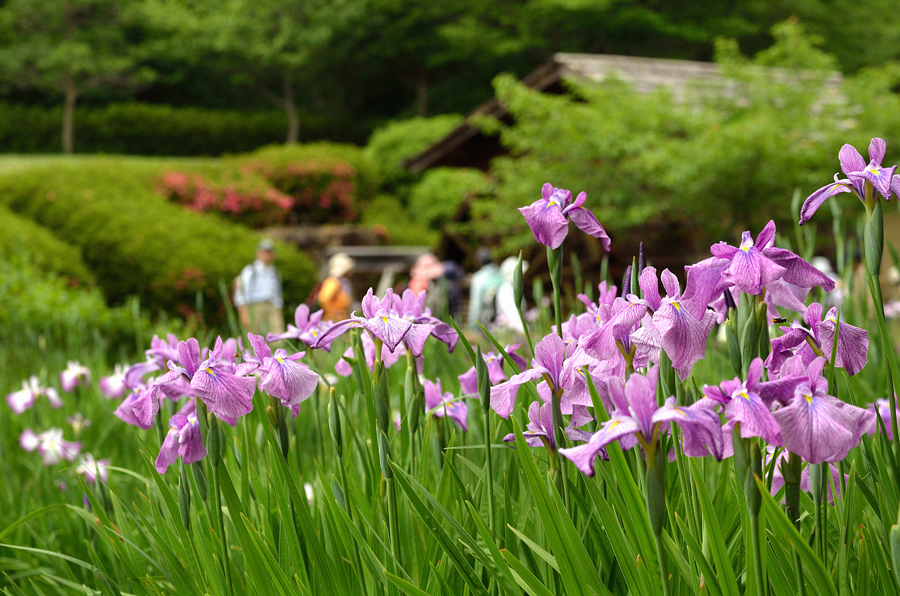 花菖蒲