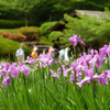 花菖蒲