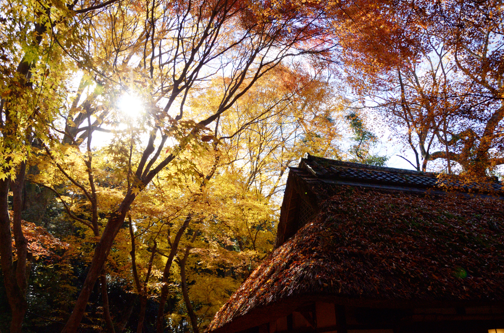 奈良公園_08_水谷茶屋