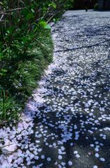 吹き溜まった桜