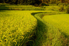 稲の曲線
