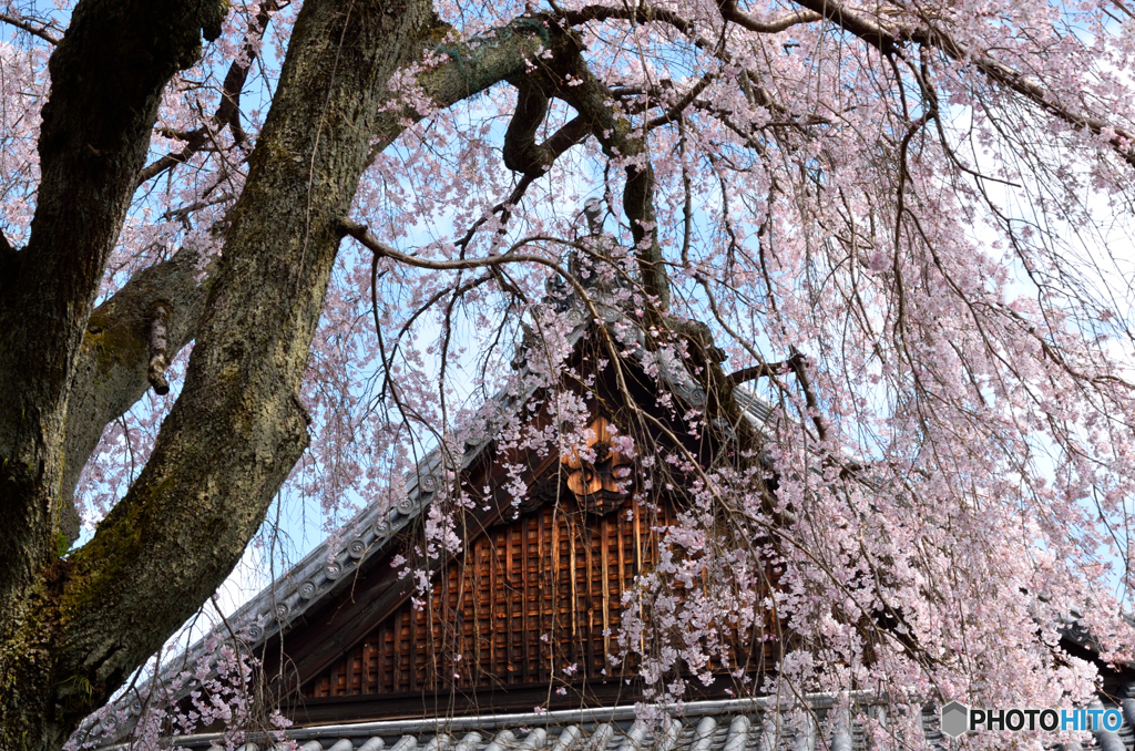 當麻寺護念院のシダレ桜_02