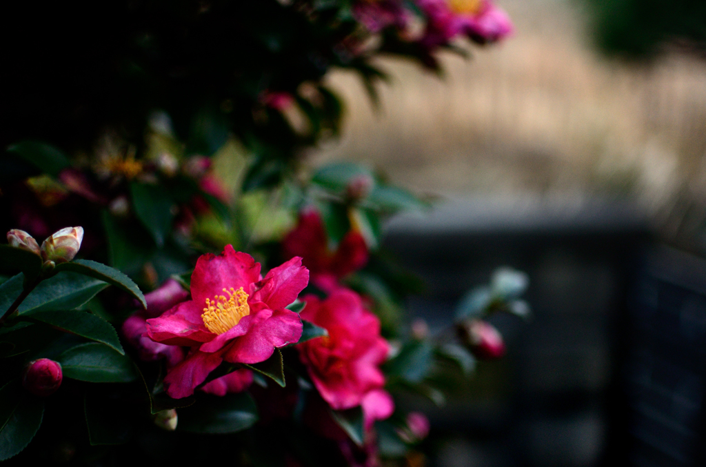 山茶花