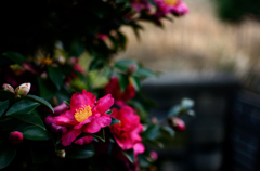 山茶花