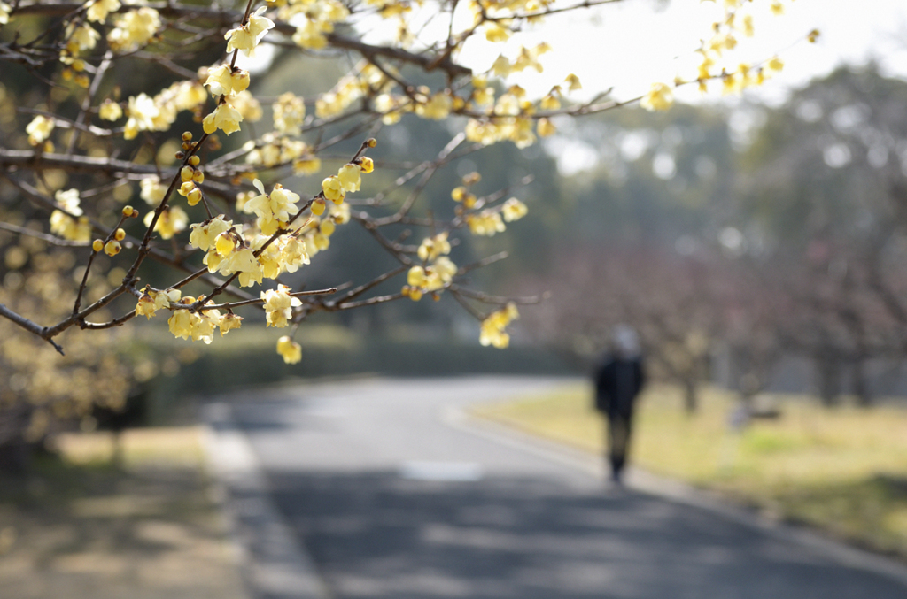 春光の散歩道