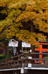 菊と紅葉