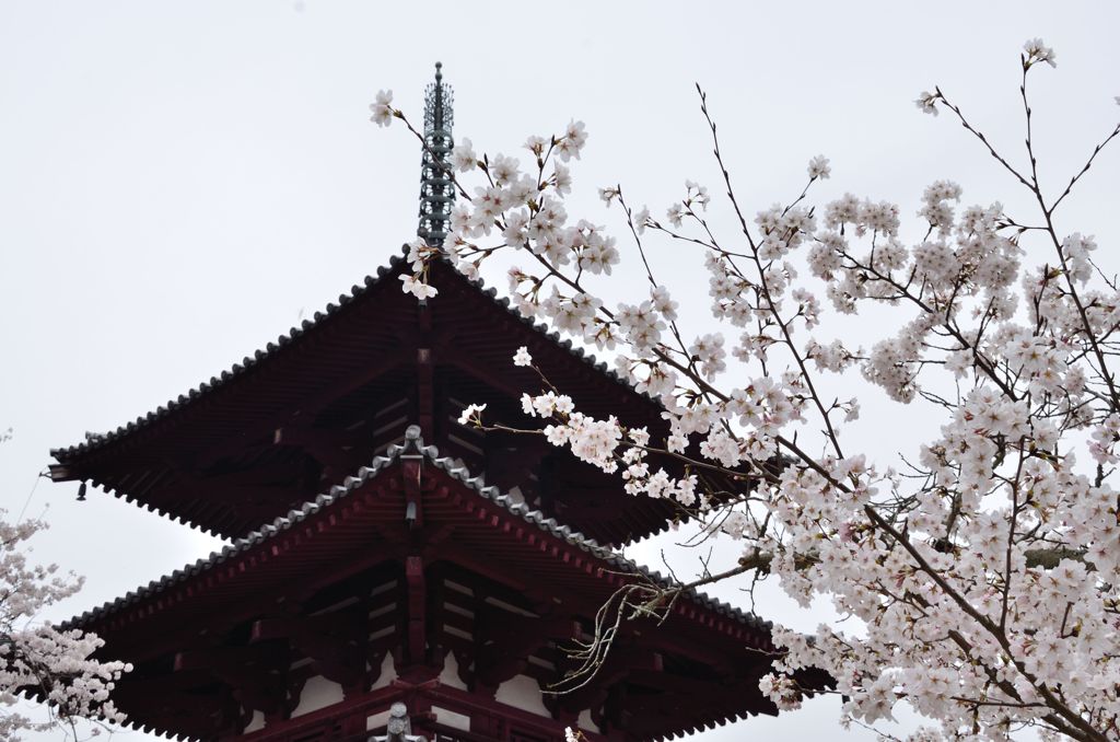 仏塔と桜