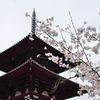 仏塔と桜