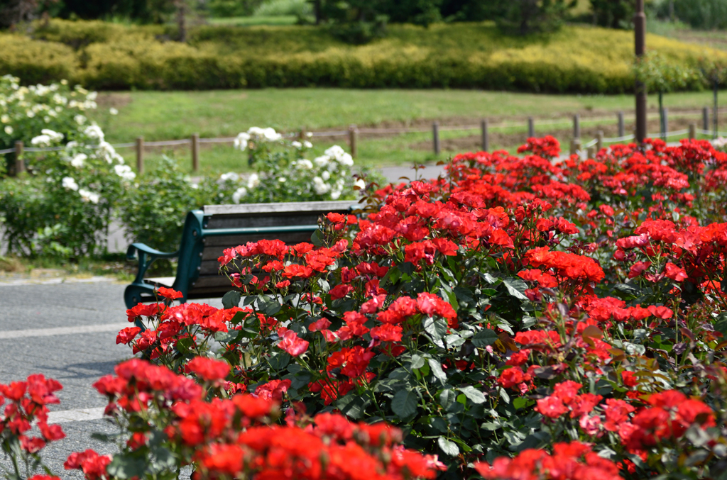Rose_03