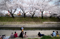 高田川千本桜_02