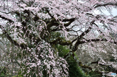 九品寺のしだれ桜