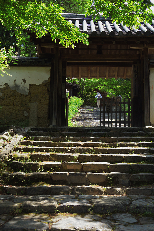 新緑の白毫寺