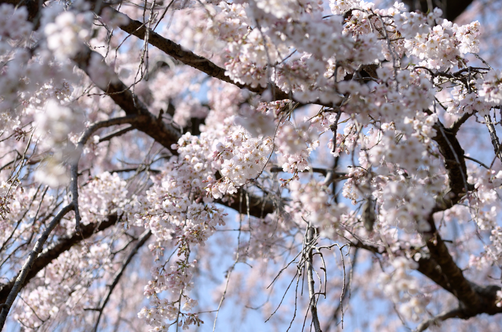 遍照院_枝垂桜_05