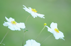 秋明菊_02