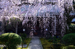 専称寺_枝垂桜_05