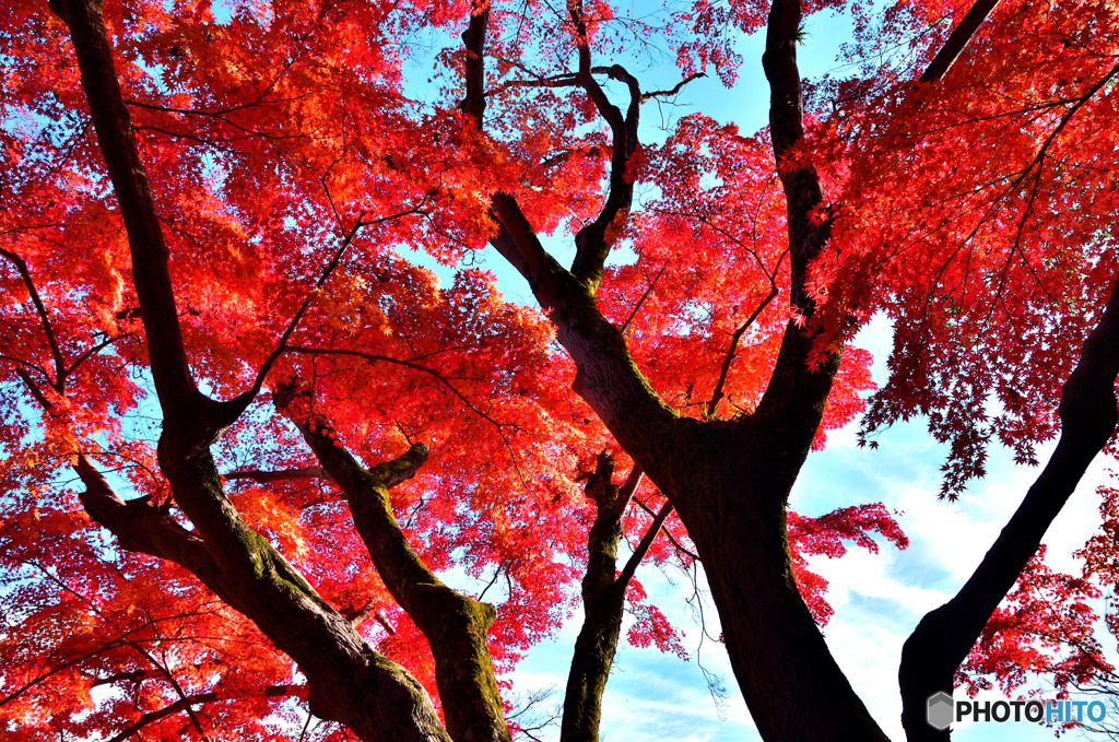 Red and Black Dance