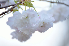 八重の桜