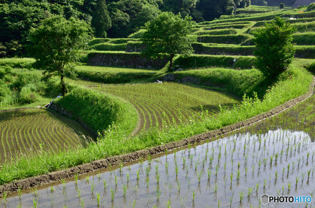 初夏の棚田