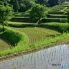 初夏の棚田
