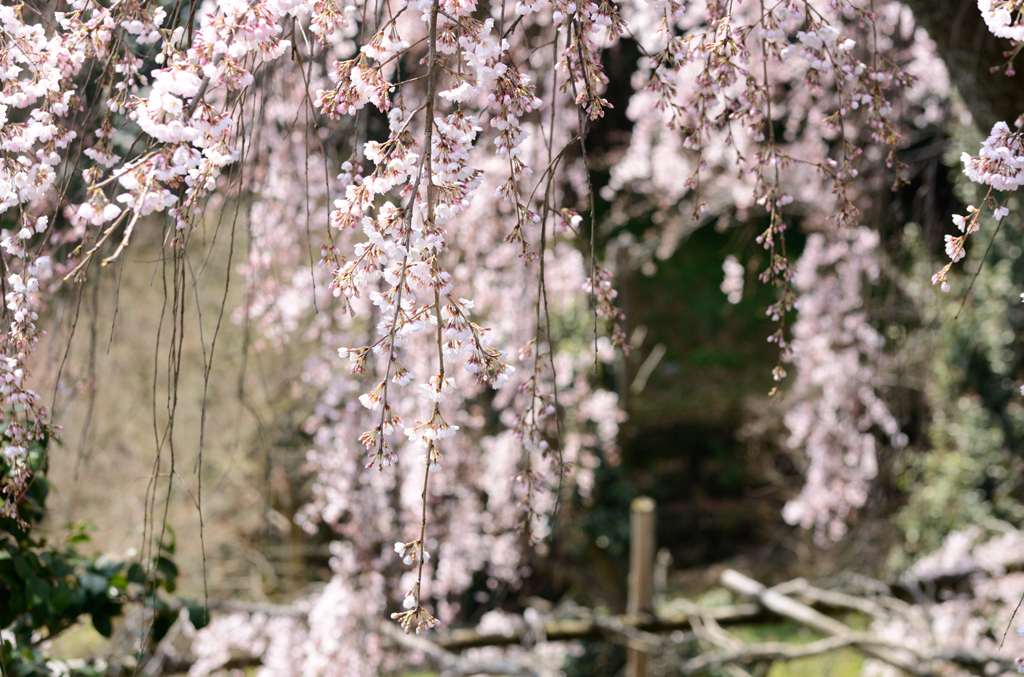 遍照院_枝垂桜_04