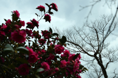 冬空