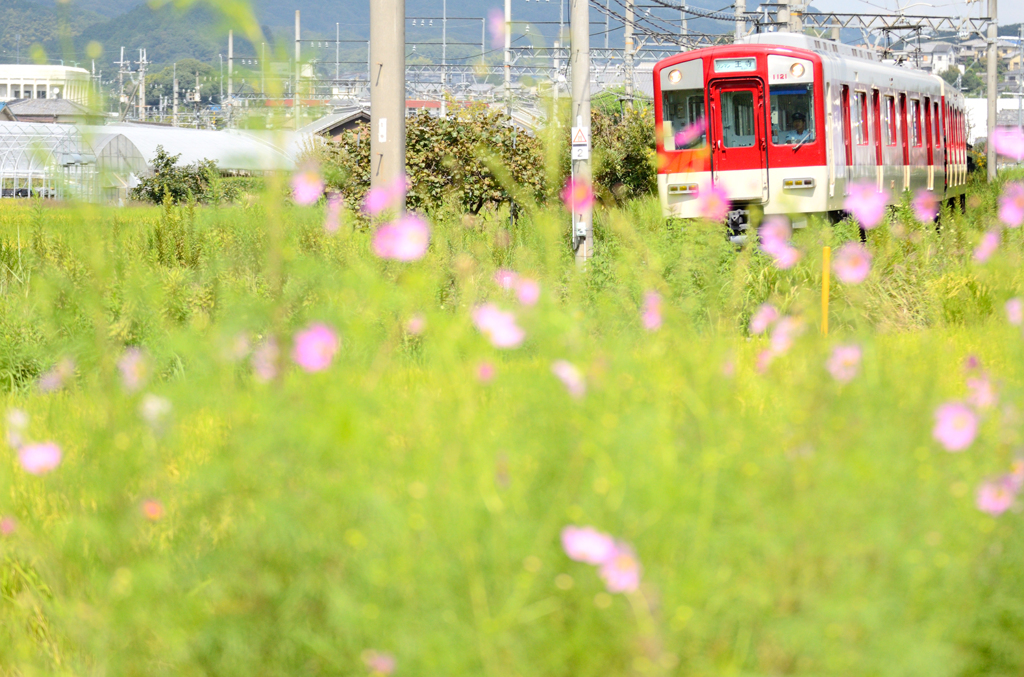 季節の便り_線路脇のコスモス