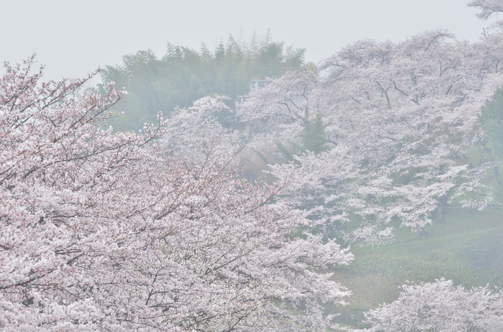 雨の竜田公園_02