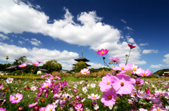 季節の便り_法起寺の秋桜_02