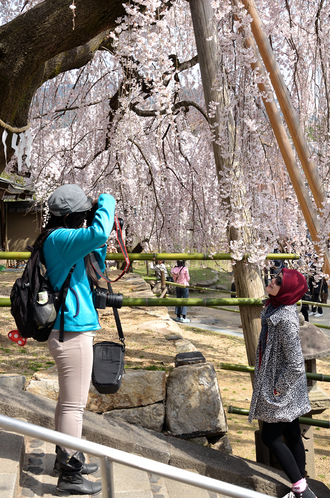 桜の木下で・・・