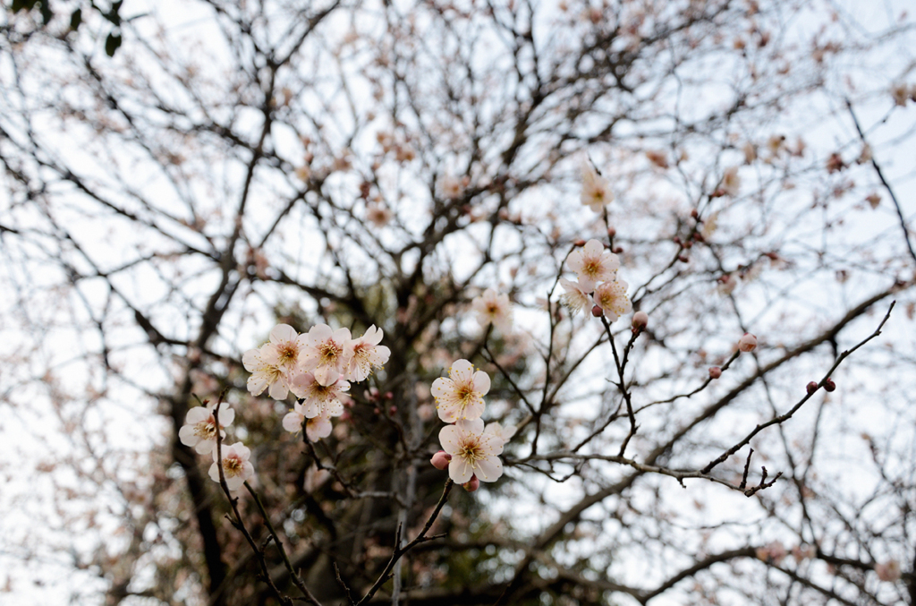 花の兄