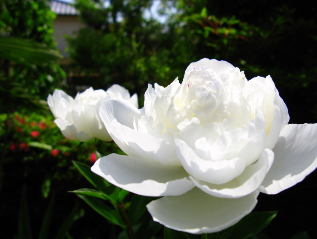 芍薬1