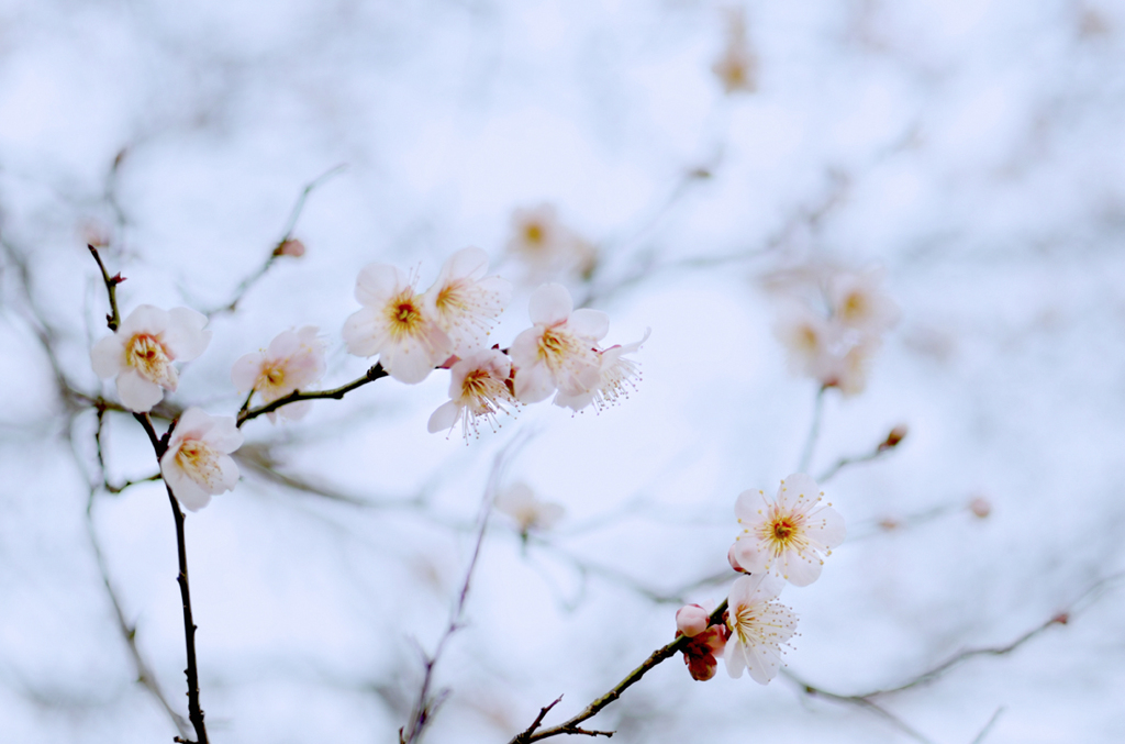 花の兄_02
