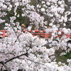 竜田川_03