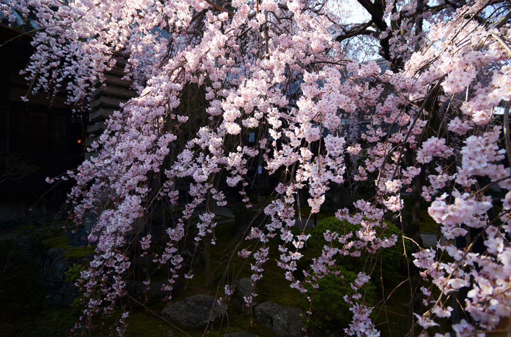 専称寺_枝垂桜_02