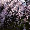 専称寺_枝垂桜_02