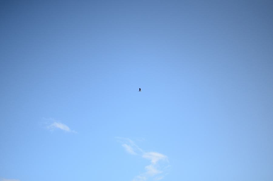 鳥の存在性