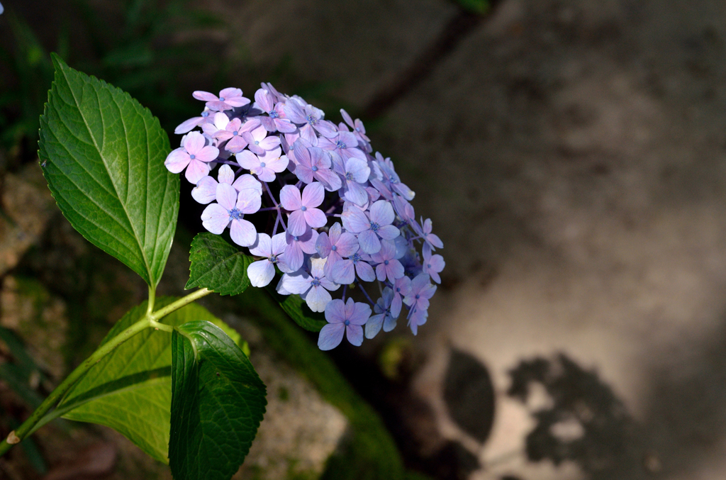 紫陽花の陰影