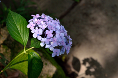 紫陽花の陰影