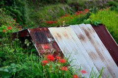トタン屋根と彼岸花
