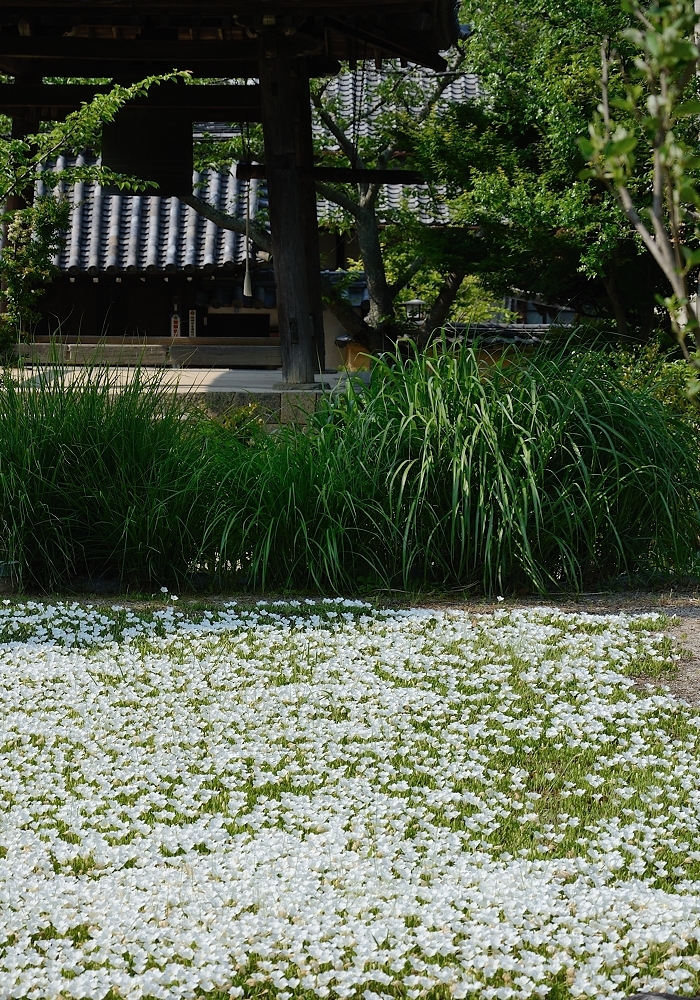 銀盃草と鐘楼