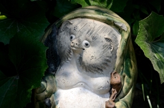 狸