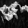 花菖蒲